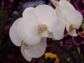 Pillekosbor - Phalaenopsis aphrodite subsp. formosana